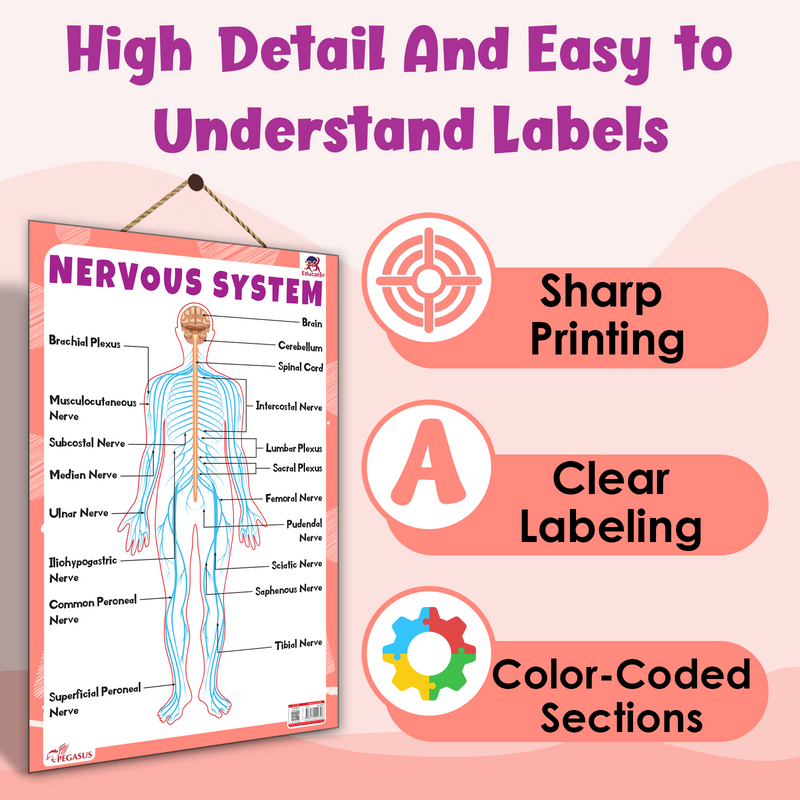 Nervous System – Human Nervous System Learning Poster for Kids & Students (Age 4+ Years)