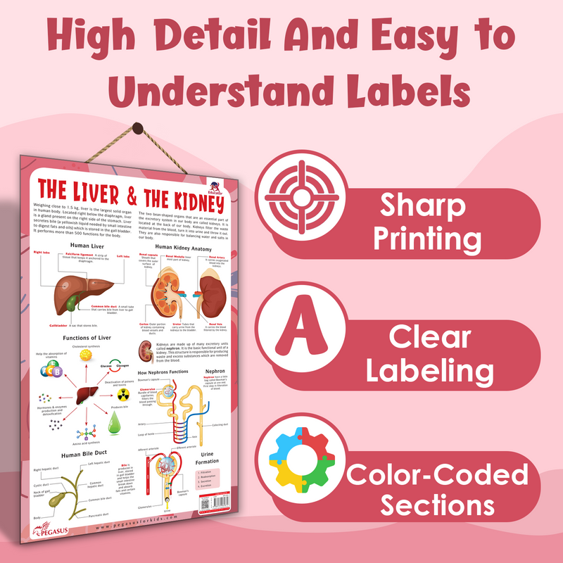 The Liver & The Kidney – Human Digestive & Excretory System Learning Poster (Age 4+ Years)