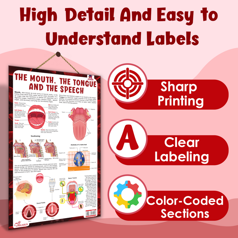 The Mouth, The Tongue and The Speech – Human Mouth Structure, Taste & Speech Learning Poster (Age 4+ Years)