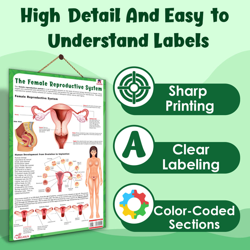 The Female Reproductive System – Human Reproductive System Learning Poster (Age 4+ Years)