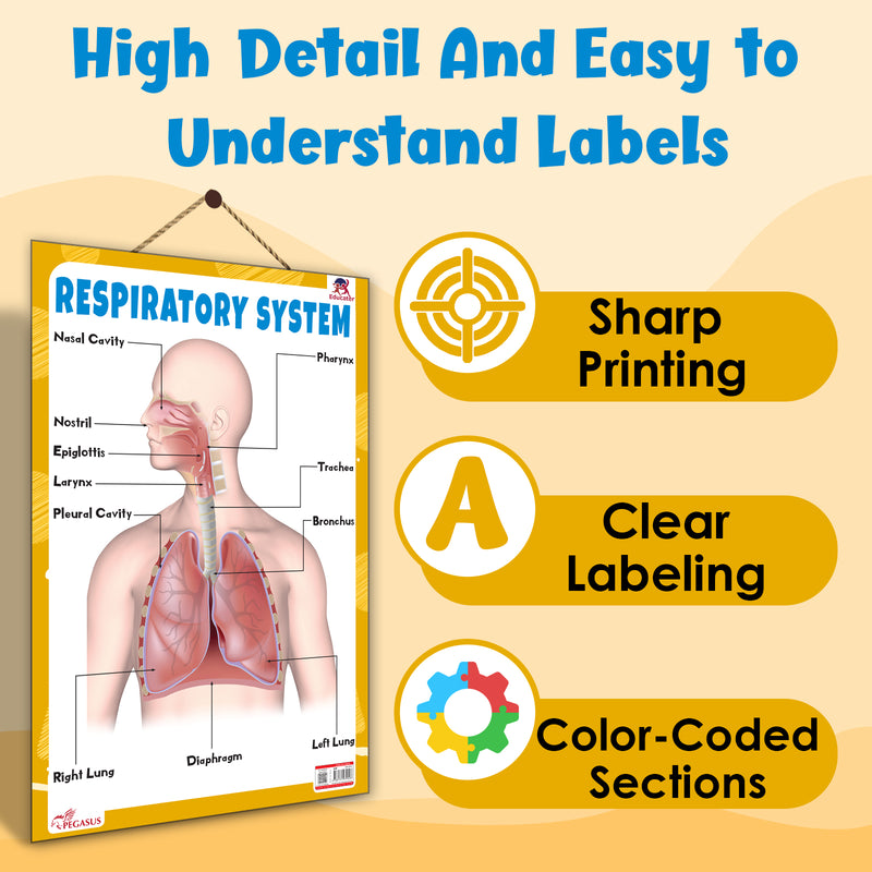 Respiratory System – Human Respiratory System Learning Poster for Kids & Students (Age 4+ Years)