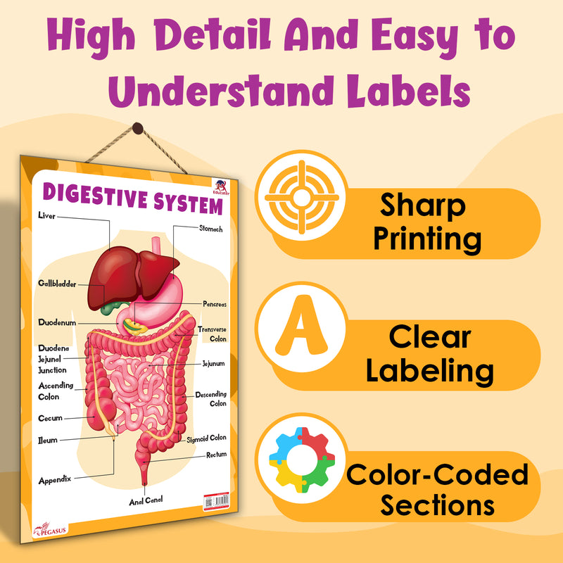 Digestive System – Human Digestive System Learning Poster for Kids & Students (Age 4+ Years)