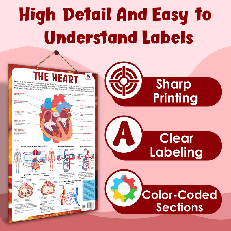 The Heart – Human Heart Structure & Circulatory System Learning Poster (Age 4+ Years)