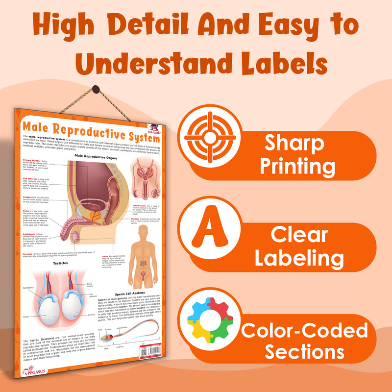 Male Reproductive System – Human Reproductive System Learning Poster (Age 4+ Years)