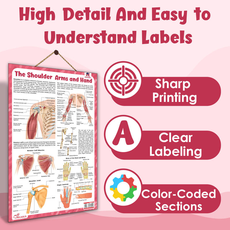 The Shoulder, Arms and Hand – Human Body Learning Poster for Kids (Age 4+ Years)