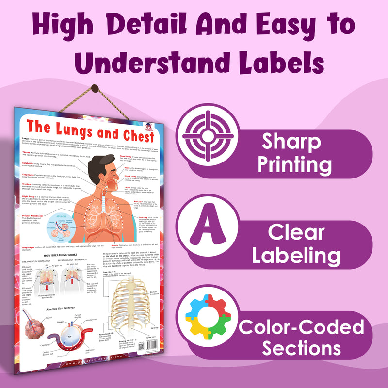 The Lungs and Chest – Human Respiratory System & Breathing Learning Poster (Age 4+ Years)
