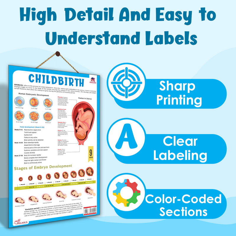 Childbirth & Embryo Development – Human Reproductive System & Fetal Growth Poster (Age 4+ Years)