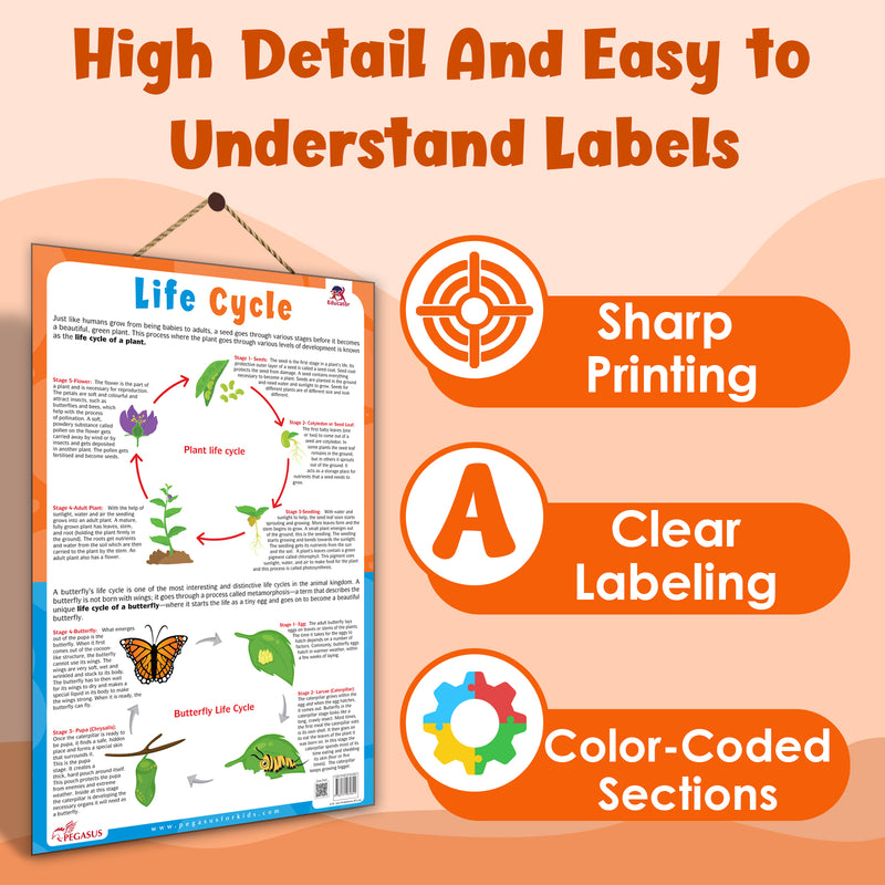 Life Cycle – Plant & Butterfly Life Cycle Learning Poster for Kids (Age 4+ Years)
