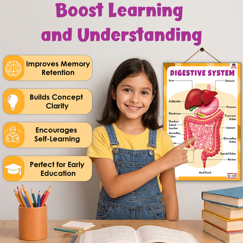 Digestive System – Human Digestive System Learning Poster for Kids & Students (Age 4+ Years)