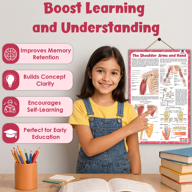 The Shoulder, Arms and Hand – Human Body Learning Poster for Kids (Age 4+ Years)
