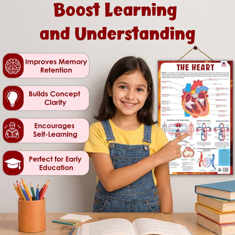 The Heart – Human Heart Structure & Circulatory System Learning Poster (Age 4+ Years)