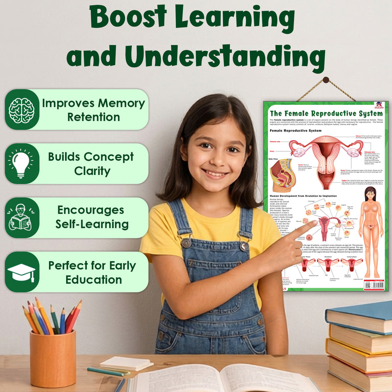 The Female Reproductive System – Human Reproductive System Learning Poster (Age 4+ Years)