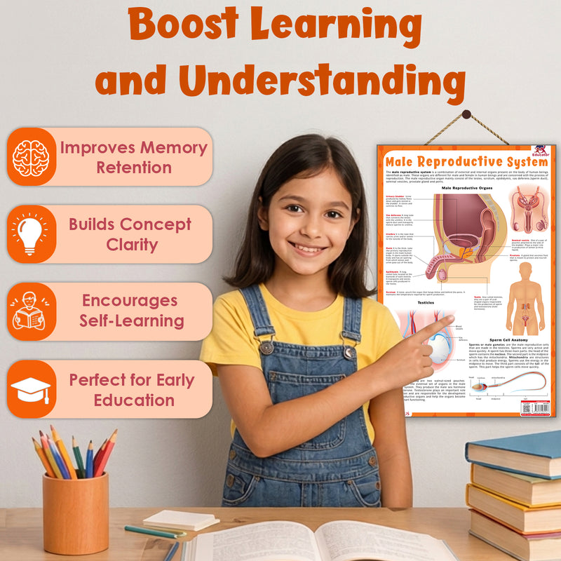 Male Reproductive System – Human Reproductive System Learning Poster (Age 4+ Years)