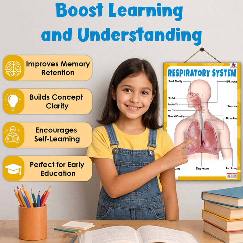 Respiratory System – Human Respiratory System Learning Poster for Kids & Students (Age 4+ Years)
