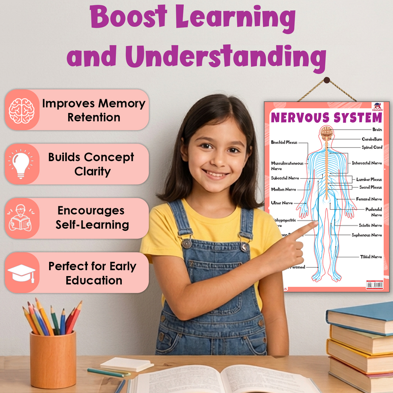 Nervous System – Human Nervous System Learning Poster for Kids & Students (Age 4+ Years)