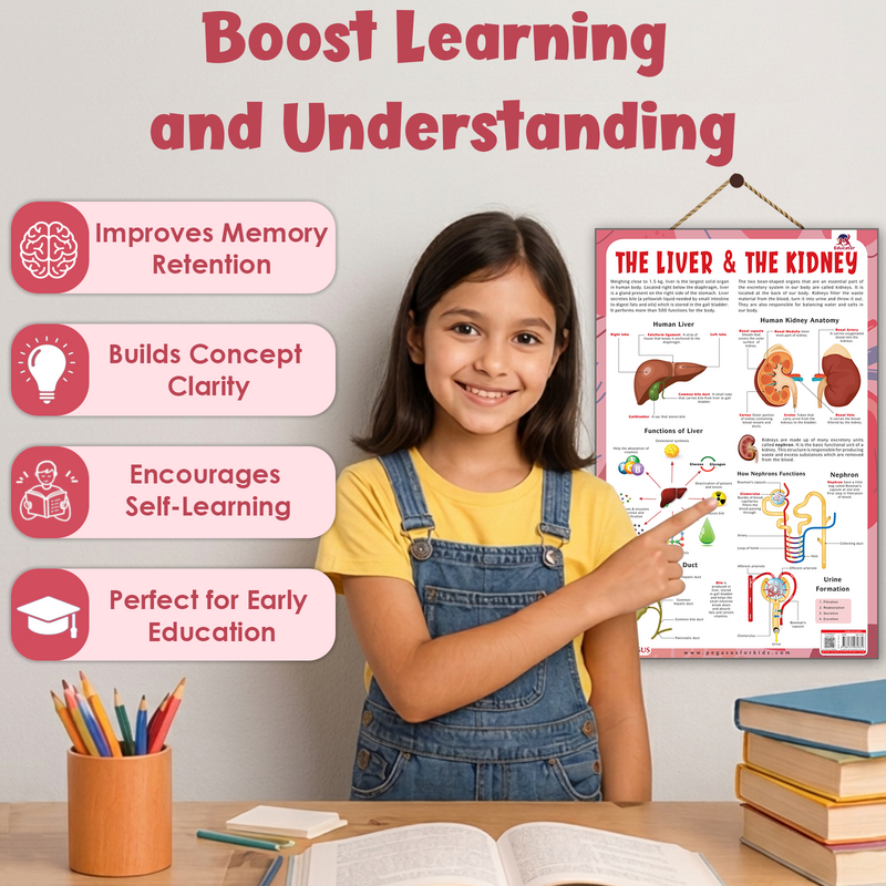 The Liver & The Kidney – Human Digestive & Excretory System Learning Poster (Age 4+ Years)