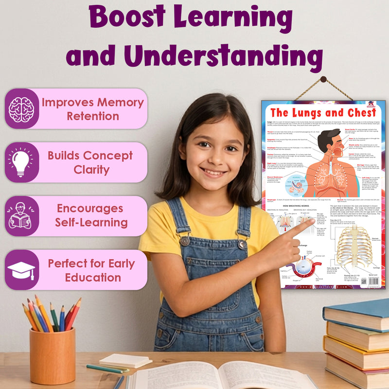 The Lungs and Chest – Human Respiratory System & Breathing Learning Poster (Age 4+ Years)