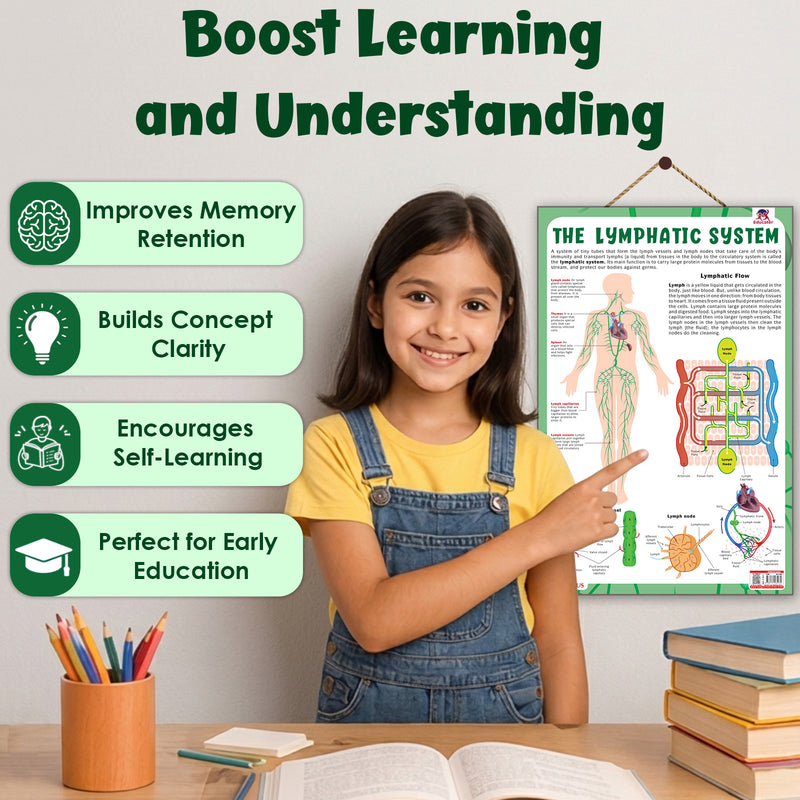 The Lymphatic System – Human Immune System & Lymphatic Flow Learning Poster (Age 4+ Years)