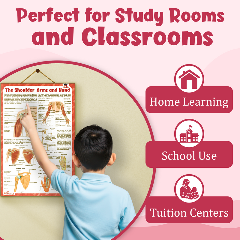 The Shoulder, Arms and Hand – Human Body Learning Poster for Kids (Age 4+ Years)