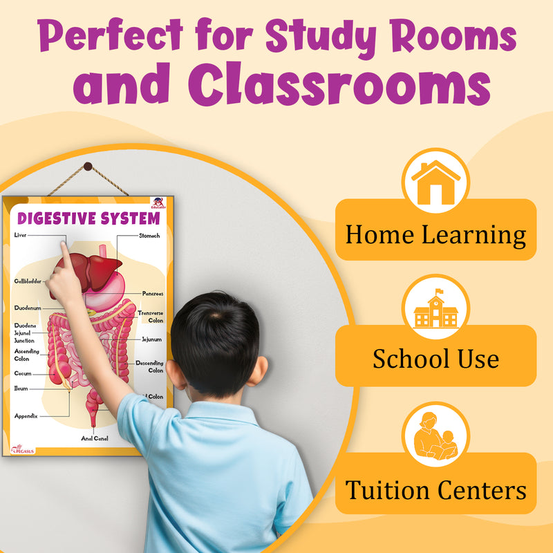 Digestive System – Human Digestive System Learning Poster for Kids & Students (Age 4+ Years)