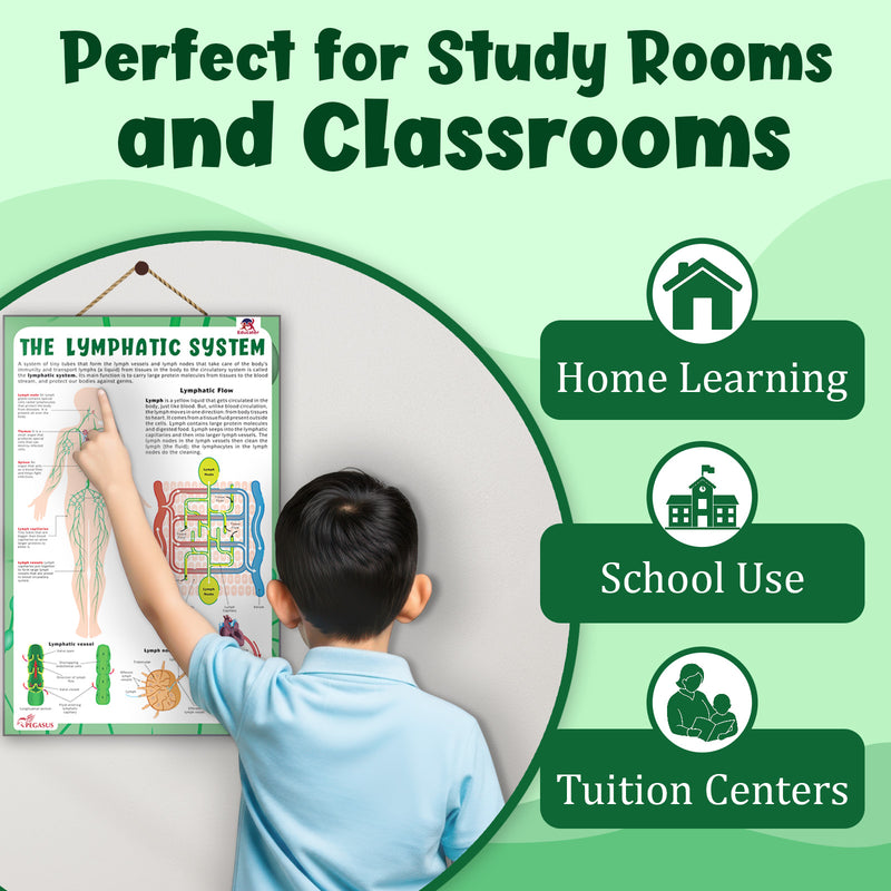 The Lymphatic System – Human Immune System & Lymphatic Flow Learning Poster (Age 4+ Years)