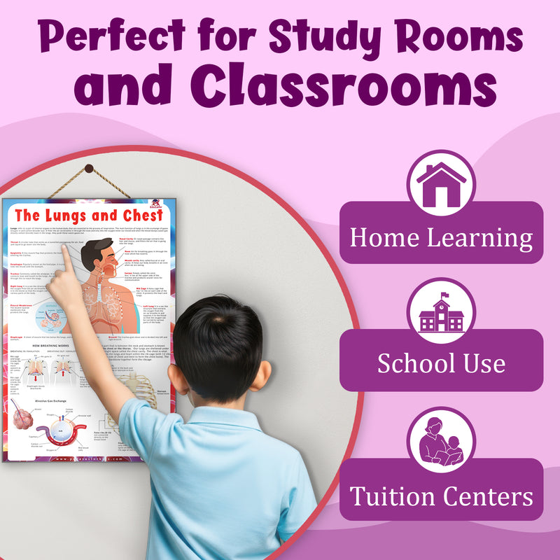 The Lungs and Chest – Human Respiratory System & Breathing Learning Poster (Age 4+ Years)