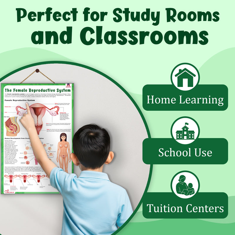 The Female Reproductive System – Human Reproductive System Learning Poster (Age 4+ Years)