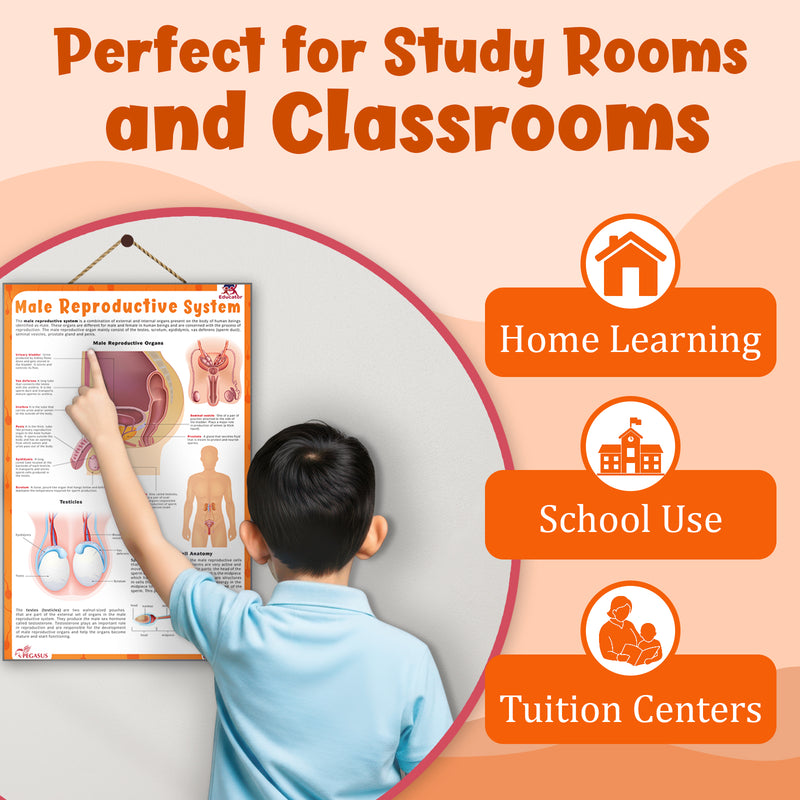 Male Reproductive System – Human Reproductive System Learning Poster (Age 4+ Years)