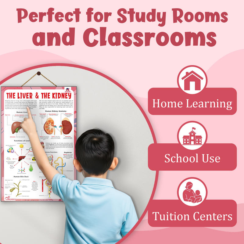 The Liver & The Kidney – Human Digestive & Excretory System Learning Poster (Age 4+ Years)