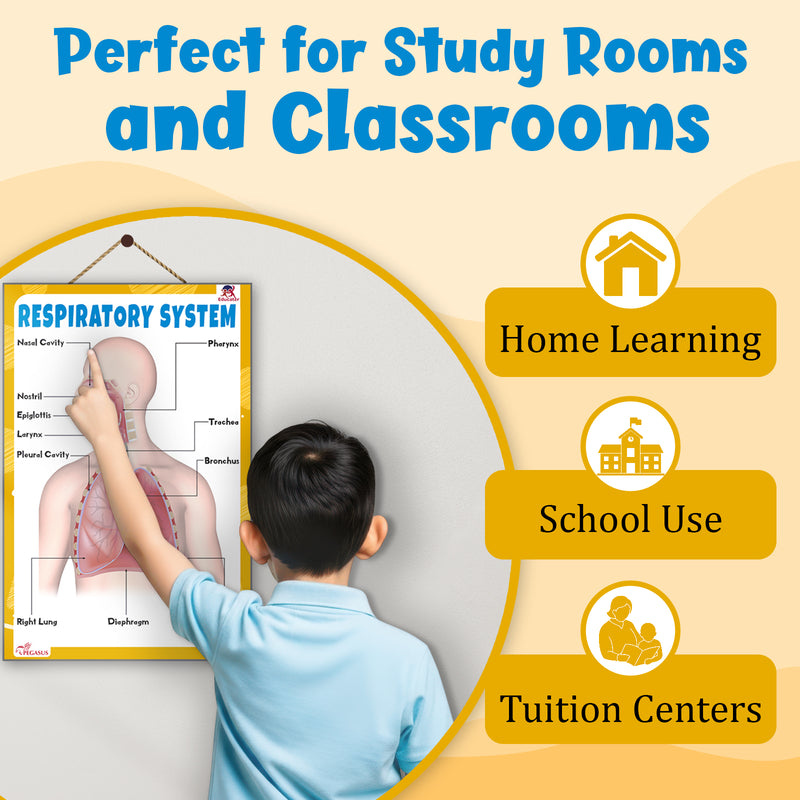 Respiratory System – Human Respiratory System Learning Poster for Kids & Students (Age 4+ Years)