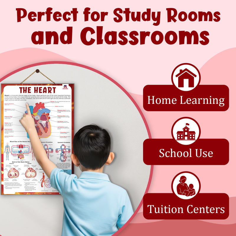 The Heart – Human Heart Structure & Circulatory System Learning Poster (Age 4+ Years)