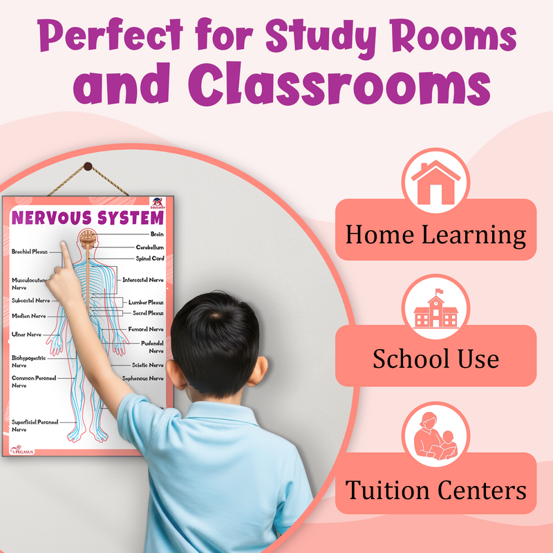 Nervous System – Human Nervous System Learning Poster for Kids & Students (Age 4+ Years)