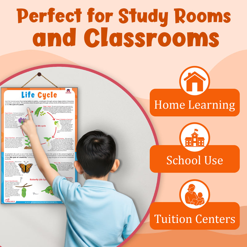 Life Cycle – Plant & Butterfly Life Cycle Learning Poster for Kids (Age 4+ Years)