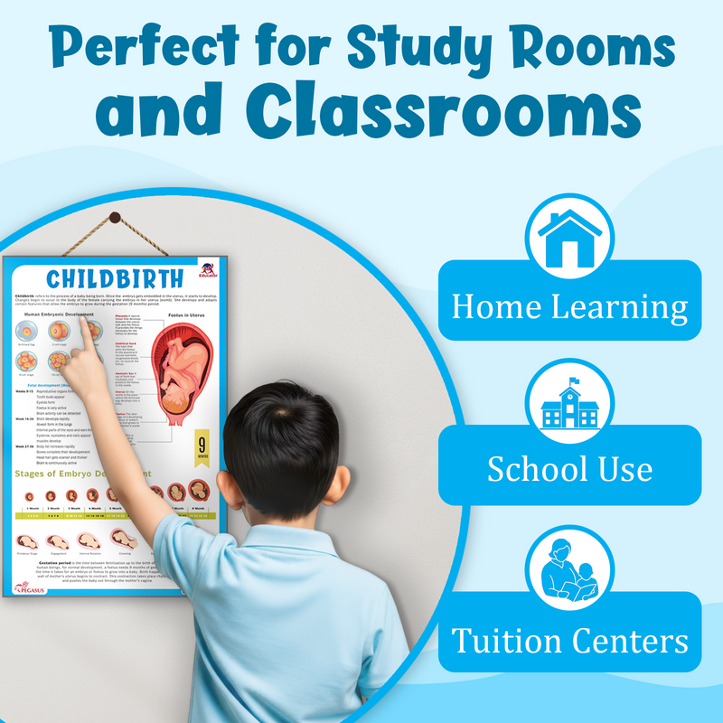 Childbirth & Embryo Development – Human Reproductive System & Fetal Growth Poster (Age 4+ Years)