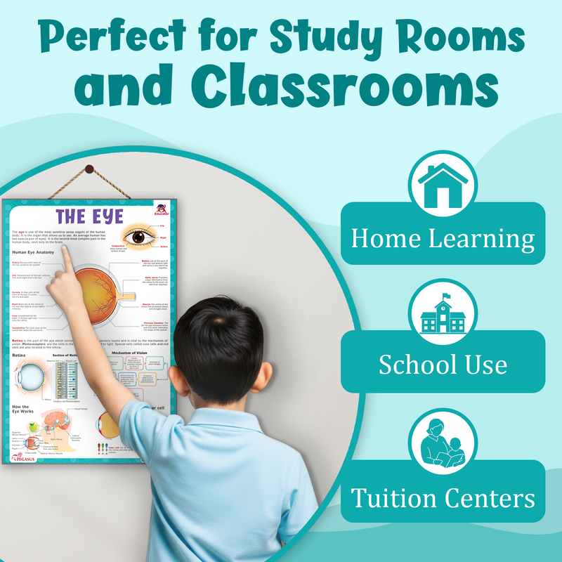 The Eye – Human Eye Structure & Vision Learning Poster (Age 4+ Years)