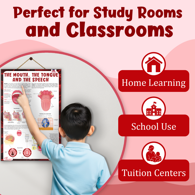 The Mouth, The Tongue and The Speech – Human Mouth Structure, Taste & Speech Learning Poster (Age 4+ Years)
