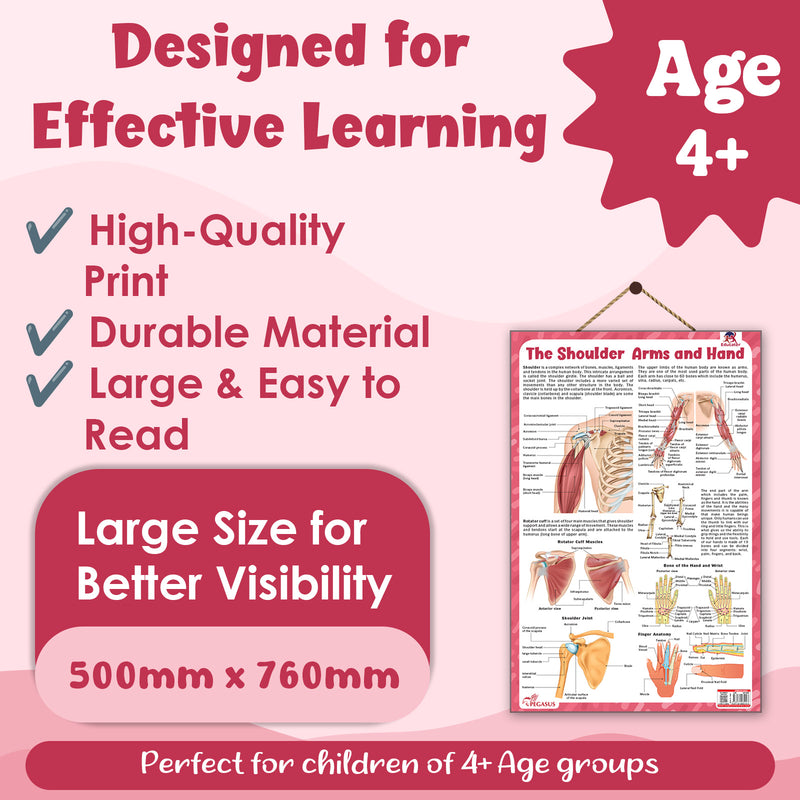 The Shoulder, Arms and Hand – Human Body Learning Poster for Kids (Age 4+ Years)