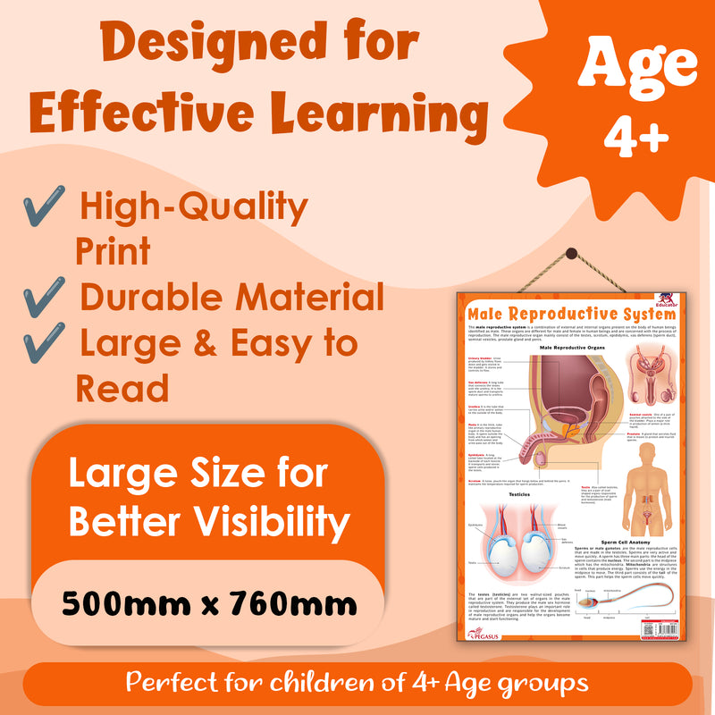 Male Reproductive System – Human Reproductive System Learning Poster (Age 4+ Years)