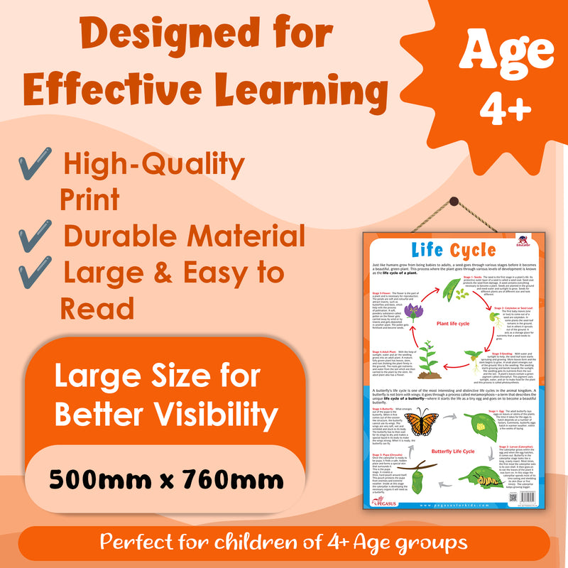 Life Cycle – Plant & Butterfly Life Cycle Learning Poster for Kids (Age 4+ Years)