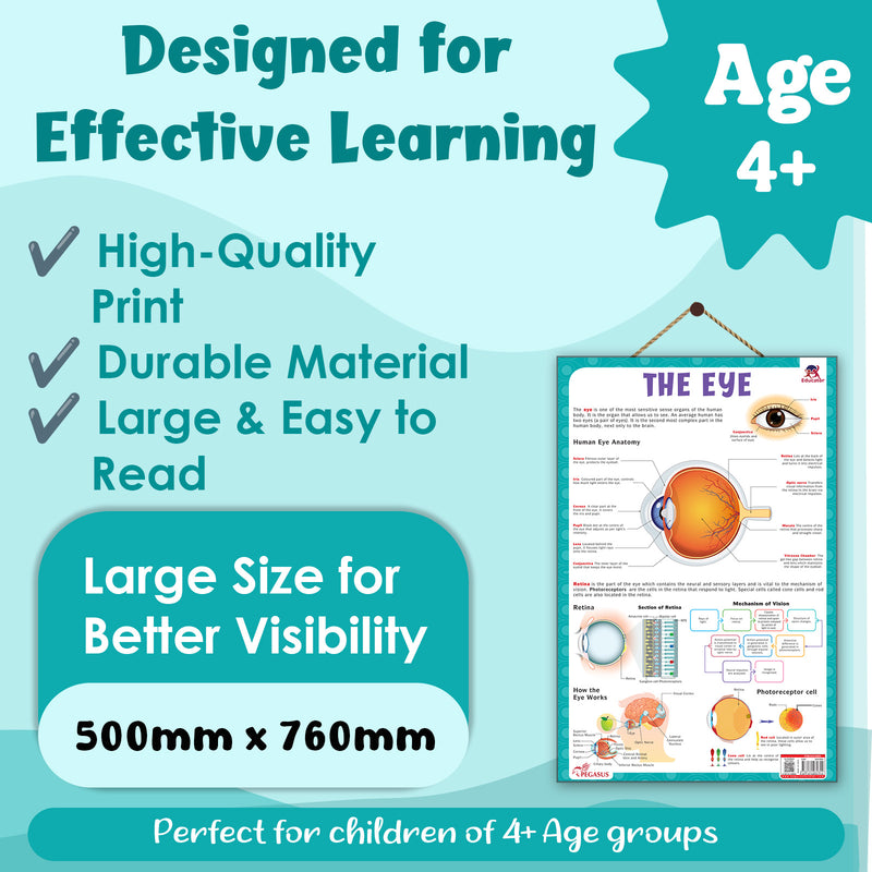 The Eye – Human Eye Structure & Vision Learning Poster (Age 4+ Years)