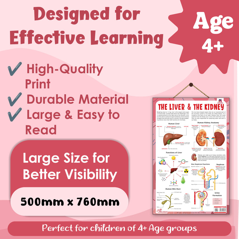 The Liver & The Kidney – Human Digestive & Excretory System Learning Poster (Age 4+ Years)