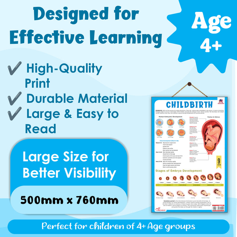 Childbirth & Embryo Development – Human Reproductive System & Fetal Growth Poster (Age 4+ Years)