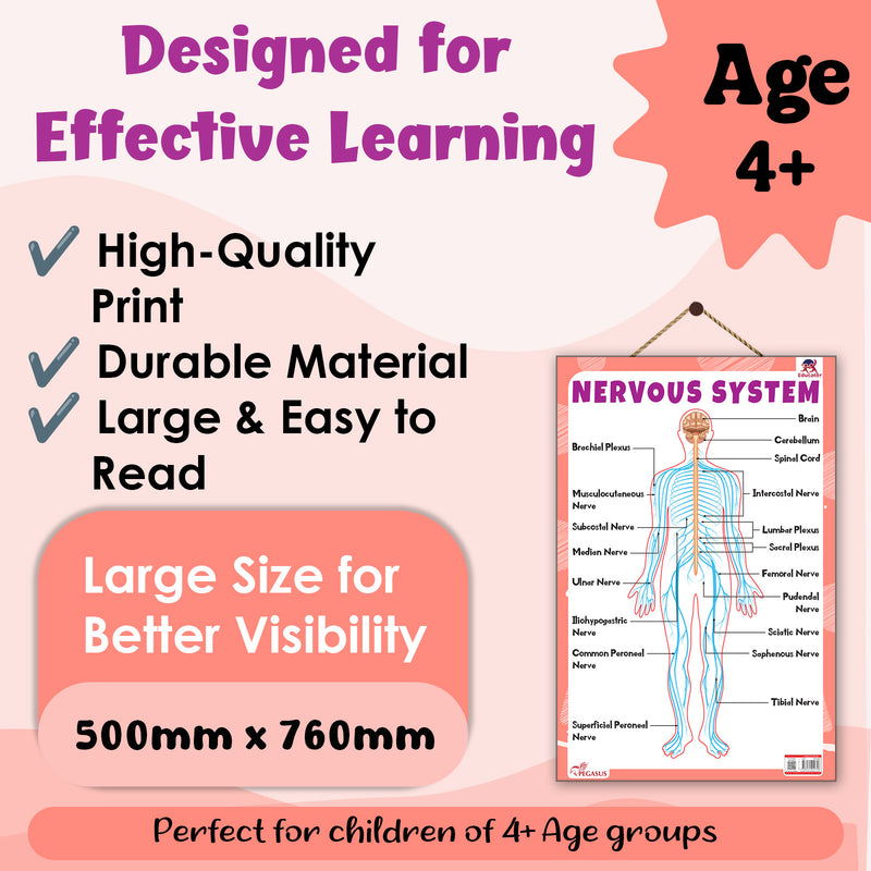 Nervous System – Human Nervous System Learning Poster for Kids & Students (Age 4+ Years)