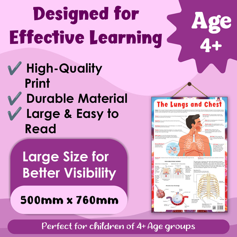 The Lungs and Chest – Human Respiratory System & Breathing Learning Poster (Age 4+ Years)