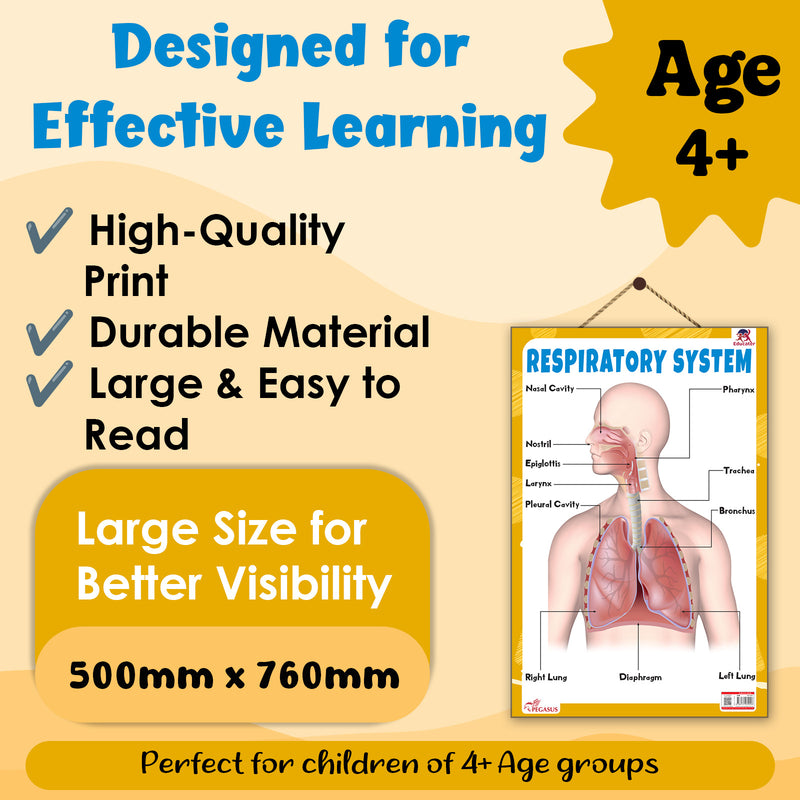 Respiratory System – Human Respiratory System Learning Poster for Kids & Students (Age 4+ Years)