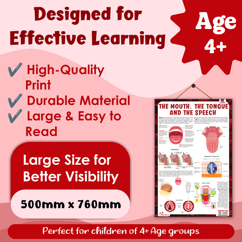 The Mouth, The Tongue and The Speech – Human Mouth Structure, Taste & Speech Learning Poster (Age 4+ Years)