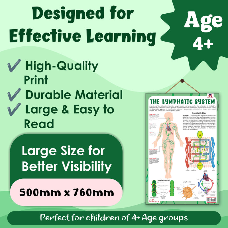 The Lymphatic System – Human Immune System & Lymphatic Flow Learning Poster (Age 4+ Years)