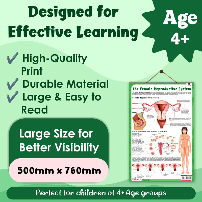 The Female Reproductive System – Human Reproductive System Learning Poster (Age 4+ Years)