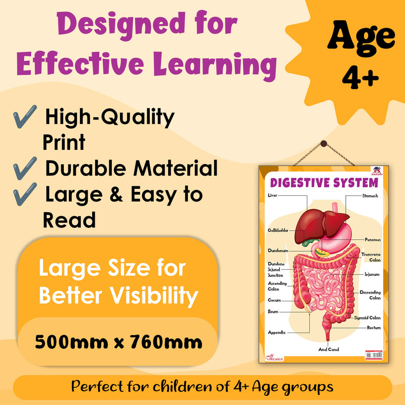 Digestive System – Human Digestive System Learning Poster for Kids & Students (Age 4+ Years)