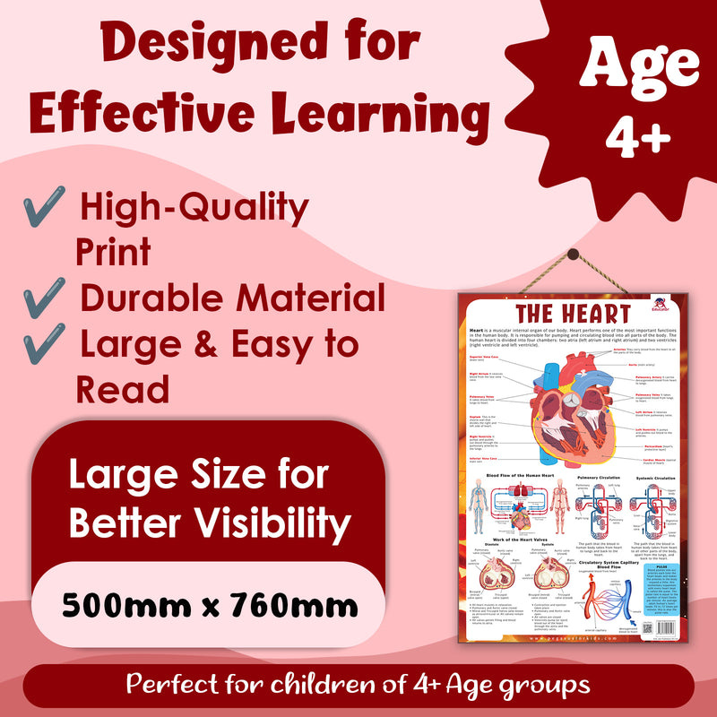The Heart – Human Heart Structure & Circulatory System Learning Poster (Age 4+ Years)
